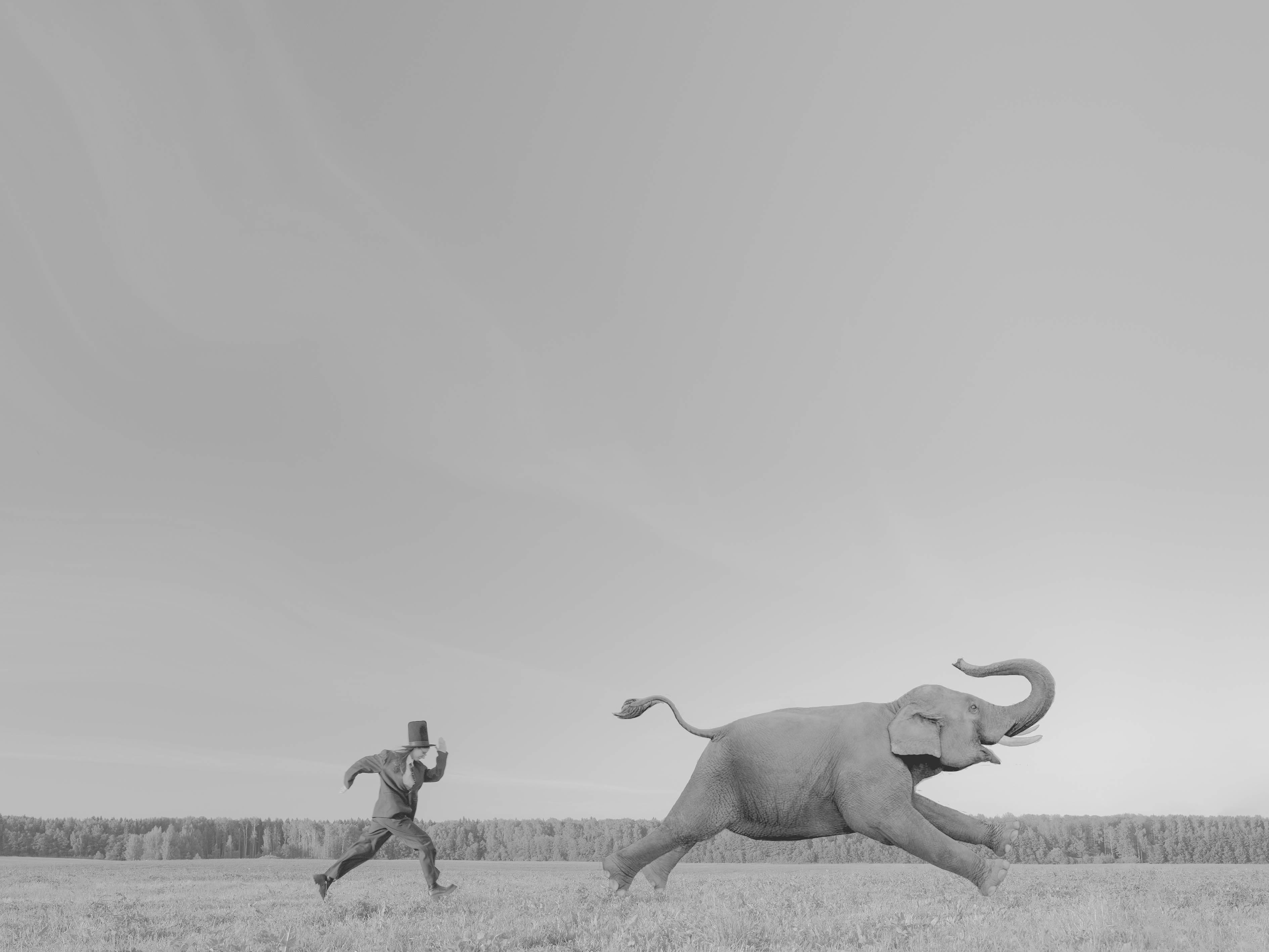 Постер "В погоне за слоном" 